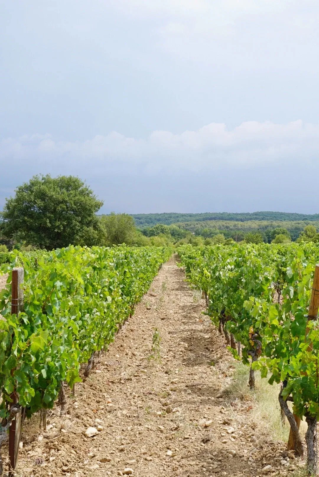 Fresh produce at a Provençal market