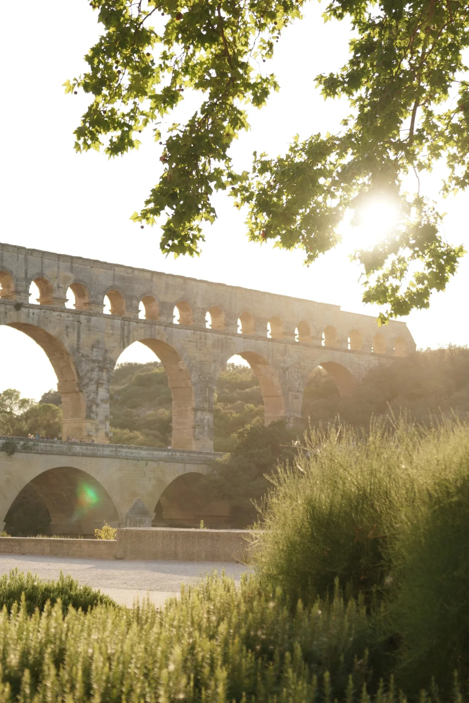 Golden hour light over lavender fields