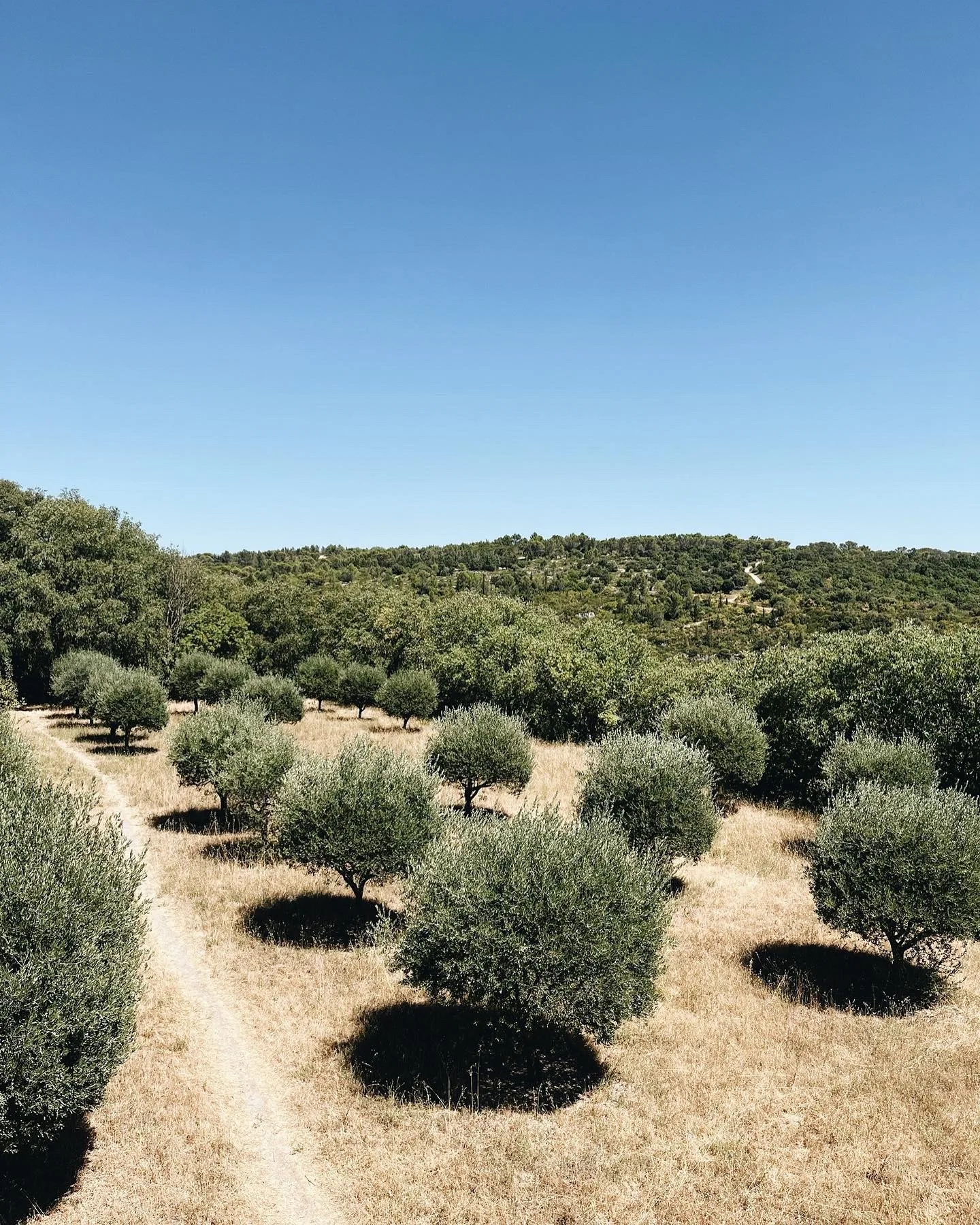 A long table set for dinner beneath plane trees