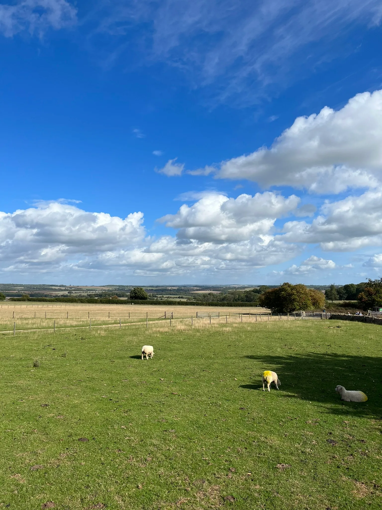 Sheep grazing on a hillside above a village
