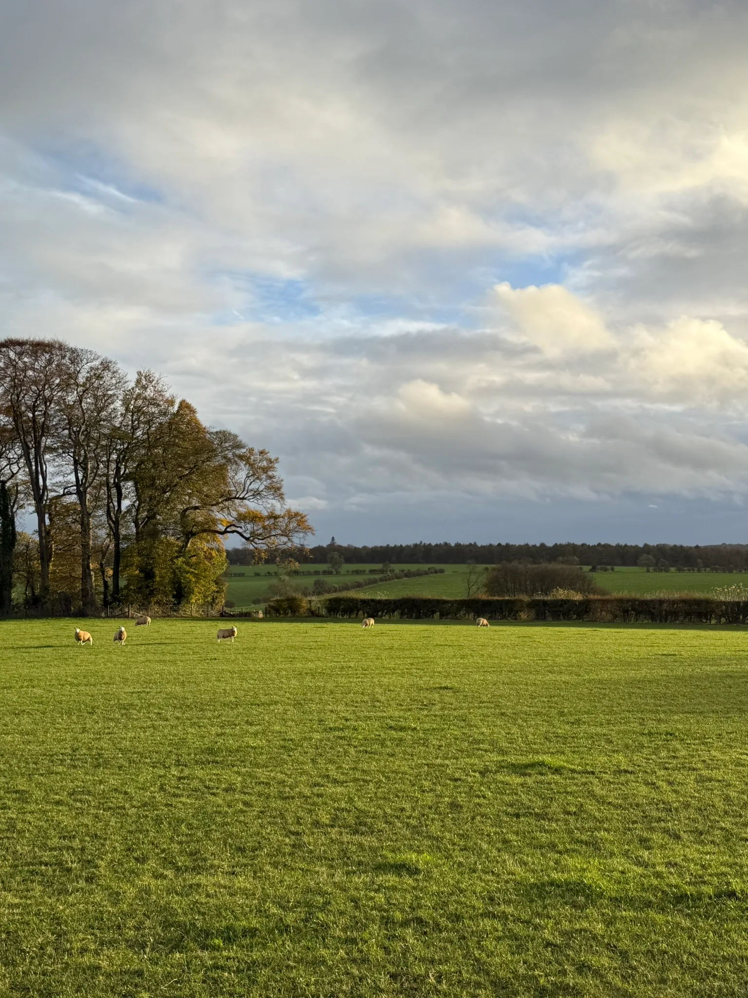 A Cotswolds Gathering